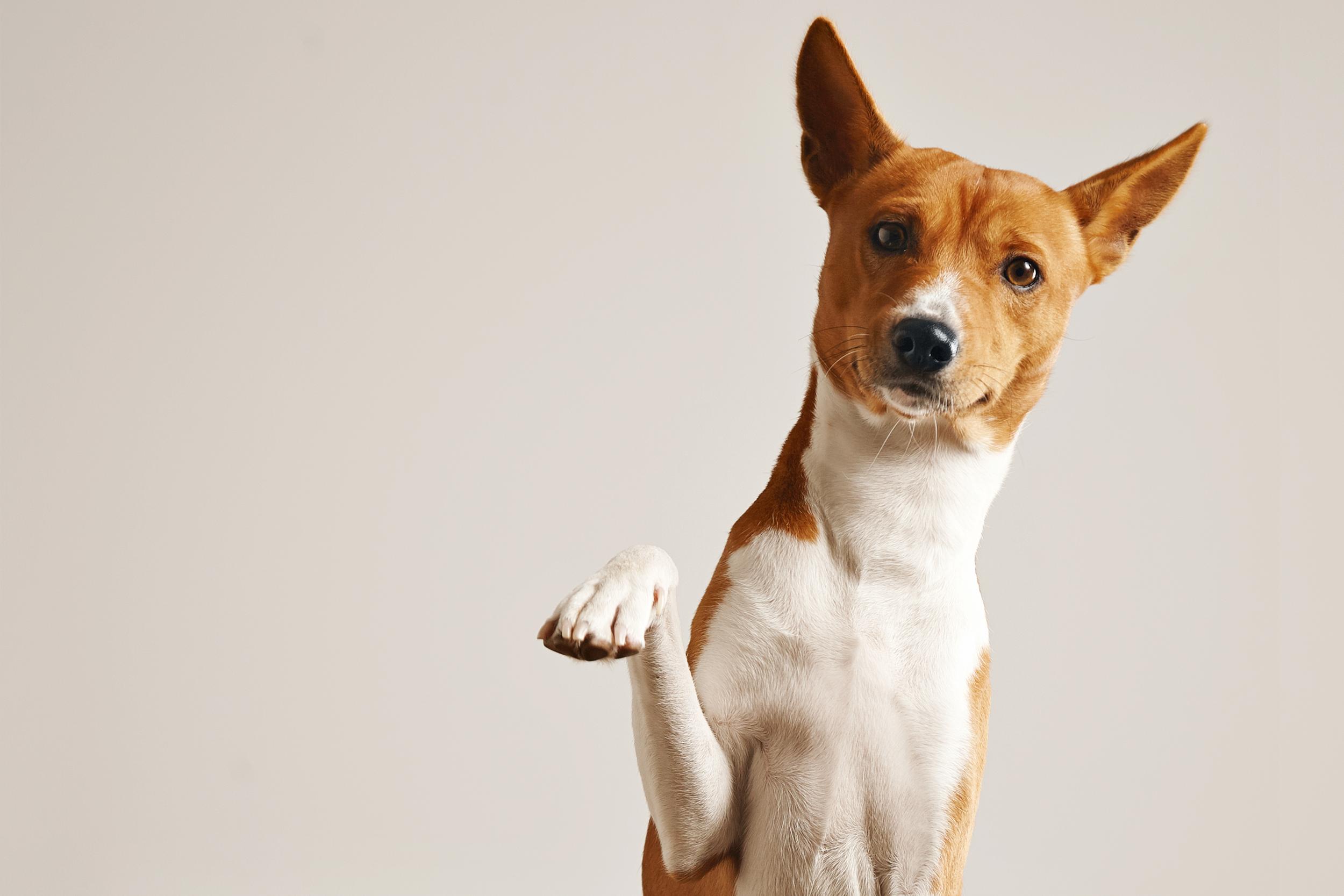 Adorable dog giving his paw