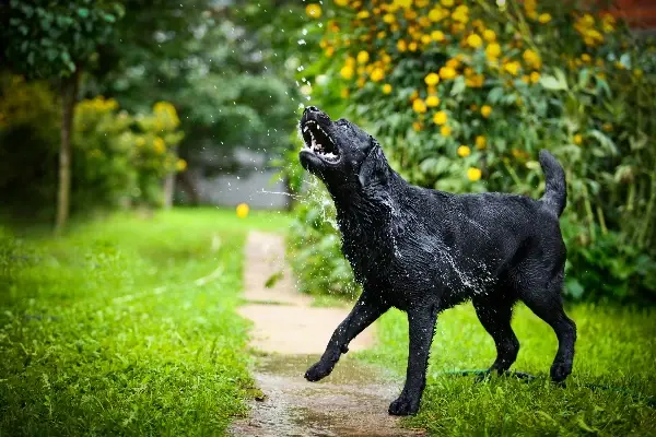 Wet Dog Shaking